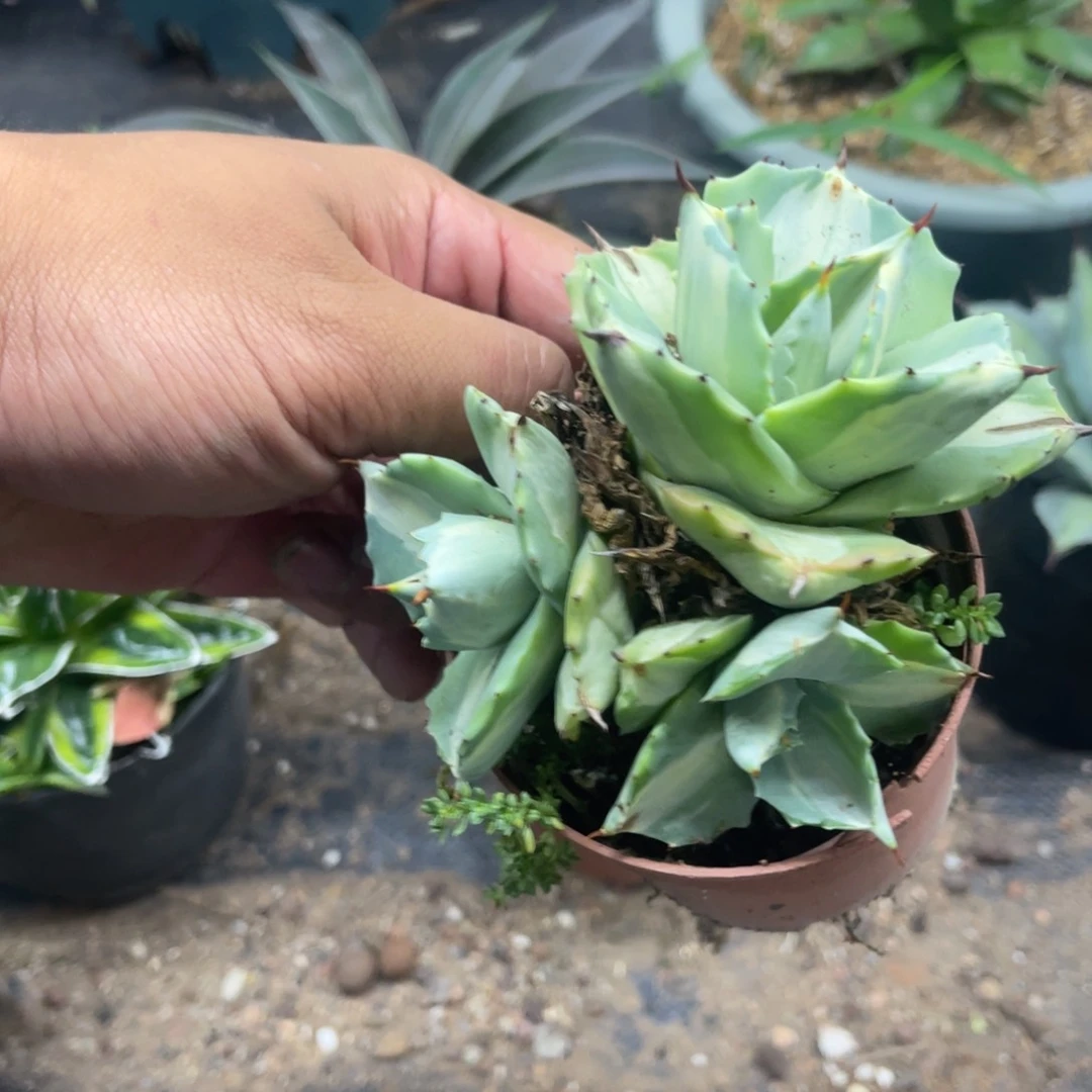 王妃雷神白中斑锦