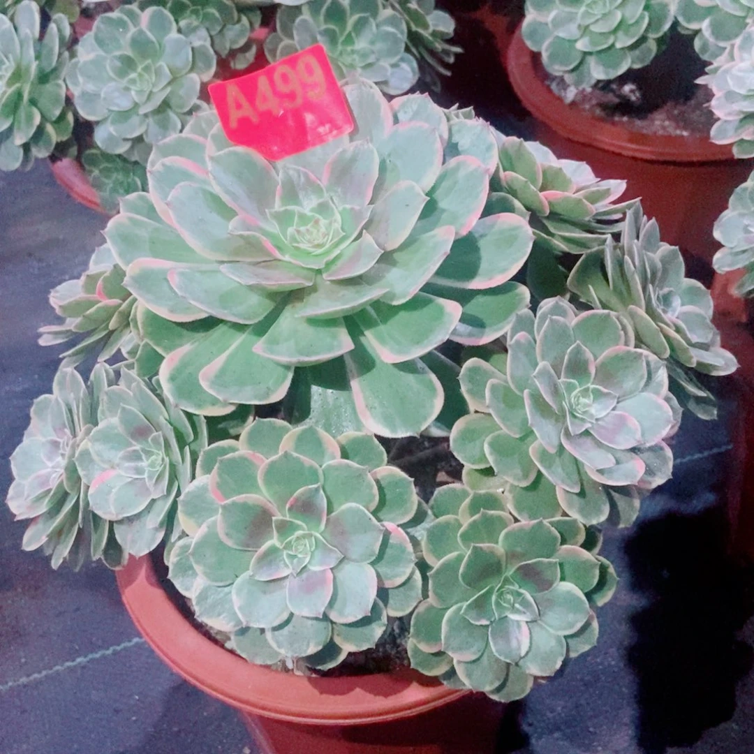 粉花妖499多肉11111