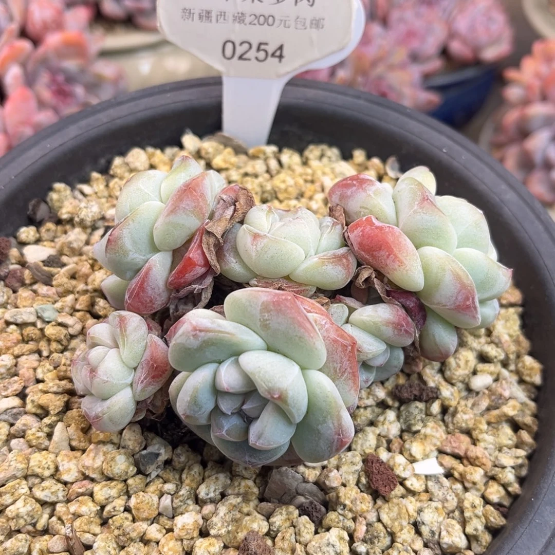 冰玉254/9cm6头多肉