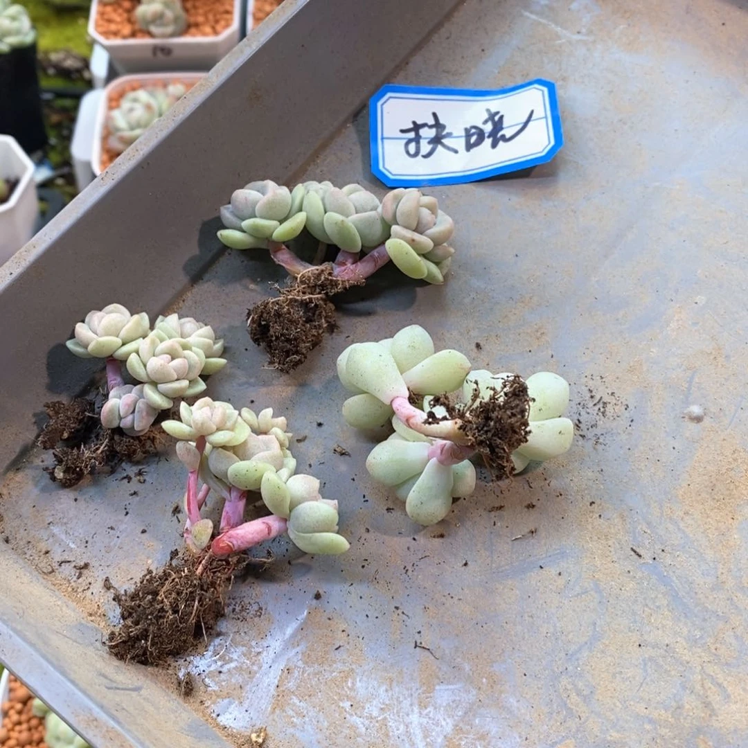 扶晓四颗冰玉自选