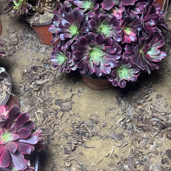 多肉植物金丝法师7