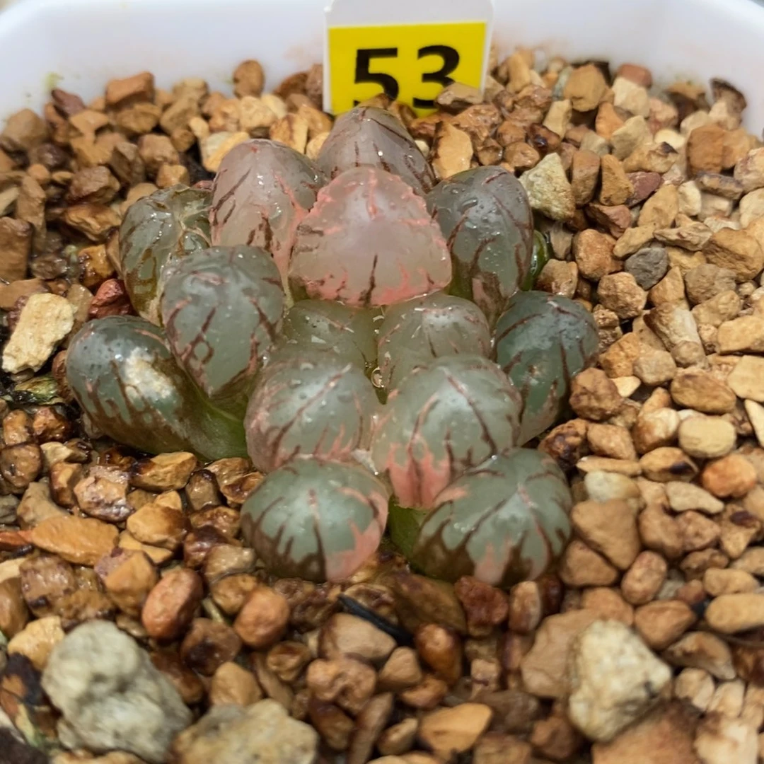 53灵犀玉露锦一物一拍