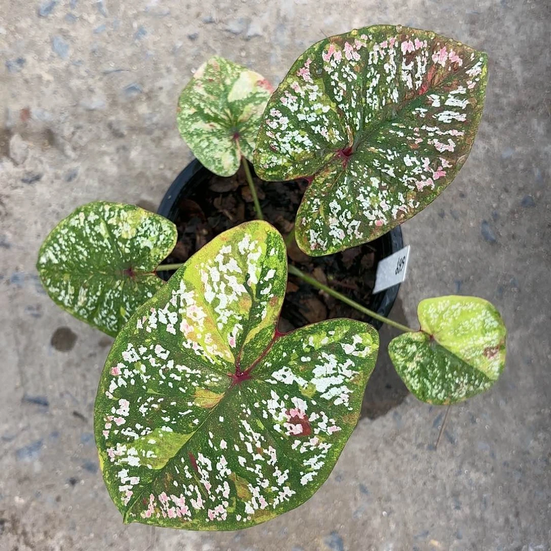 569-0122彩叶芋泰国发货多肉