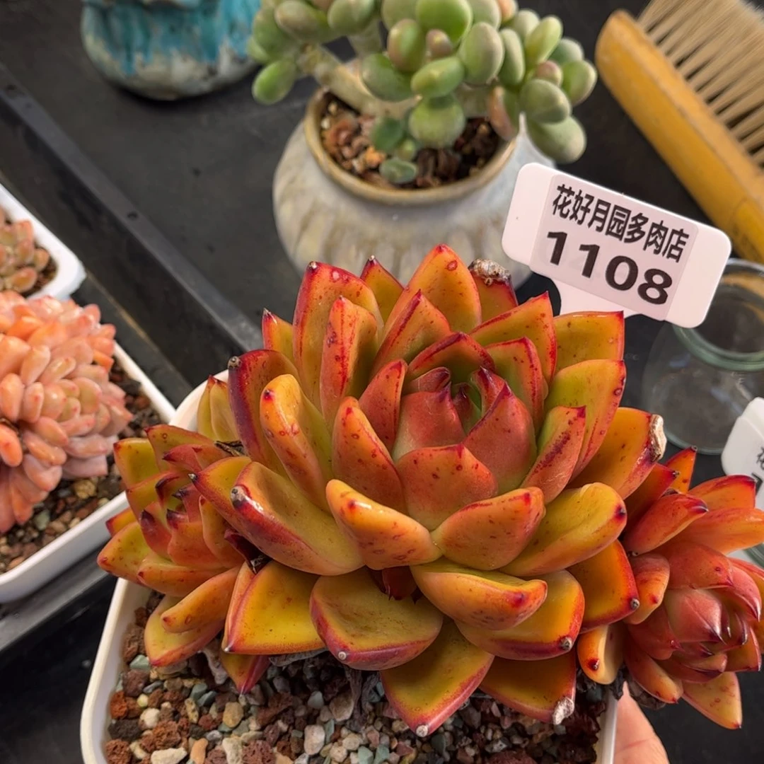 1108 天冷必拍保温箱