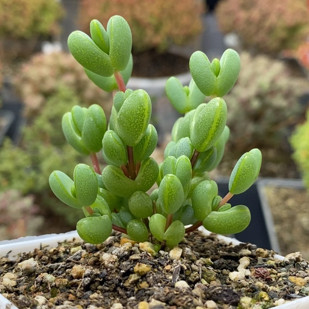 元宝枝干番杏0501