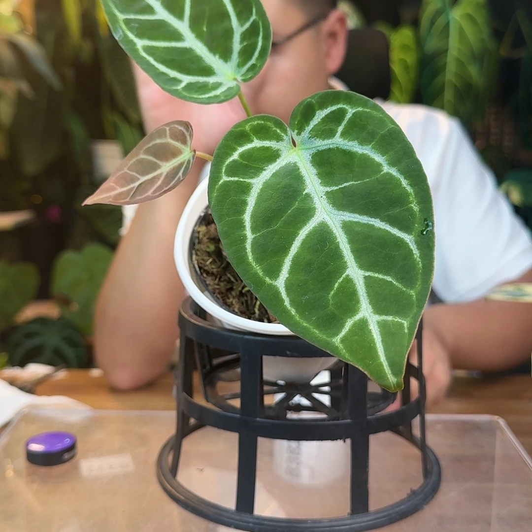 废***金无花朵一物一拍B382