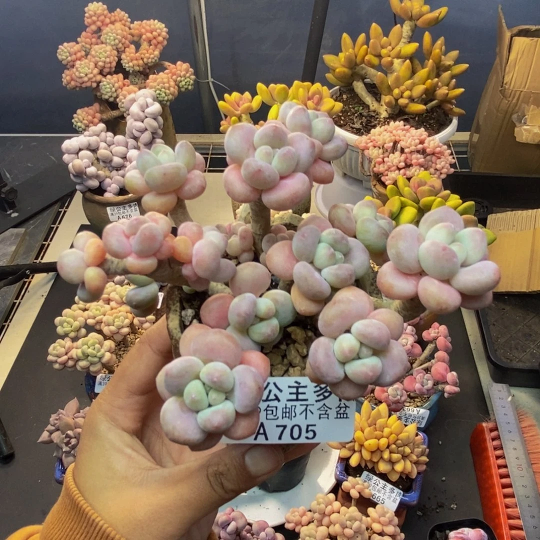 705鱼子酱多肉8c m