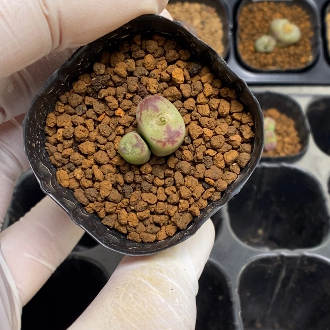 多肉植物肉锥杂交K-4701