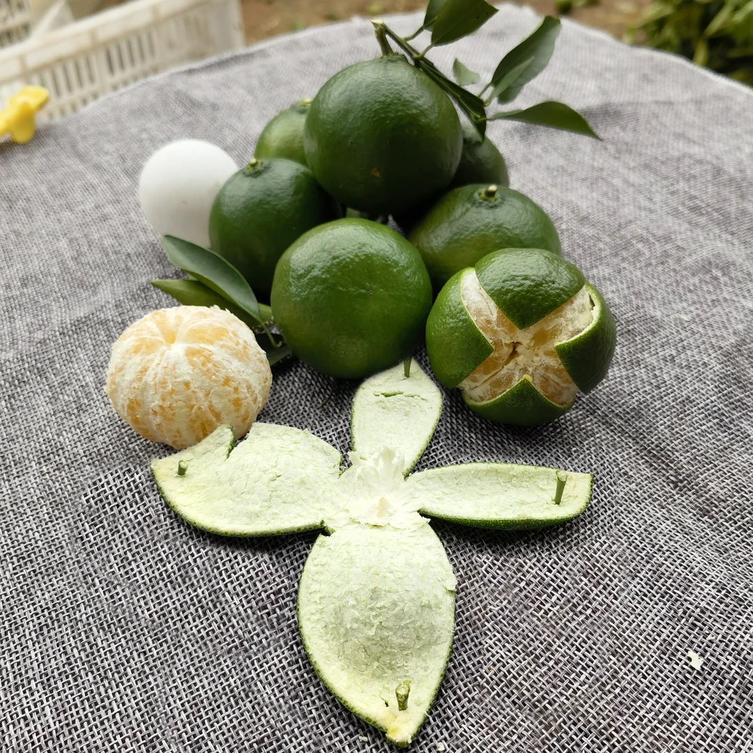 川红橘青果-小青柑-川陈皮青皮原材料-道地老树川红橘-重庆万州