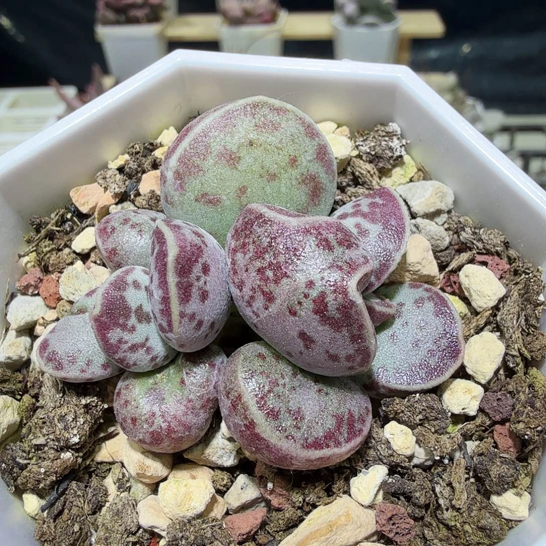 爱微花蛋水泡多肉植物