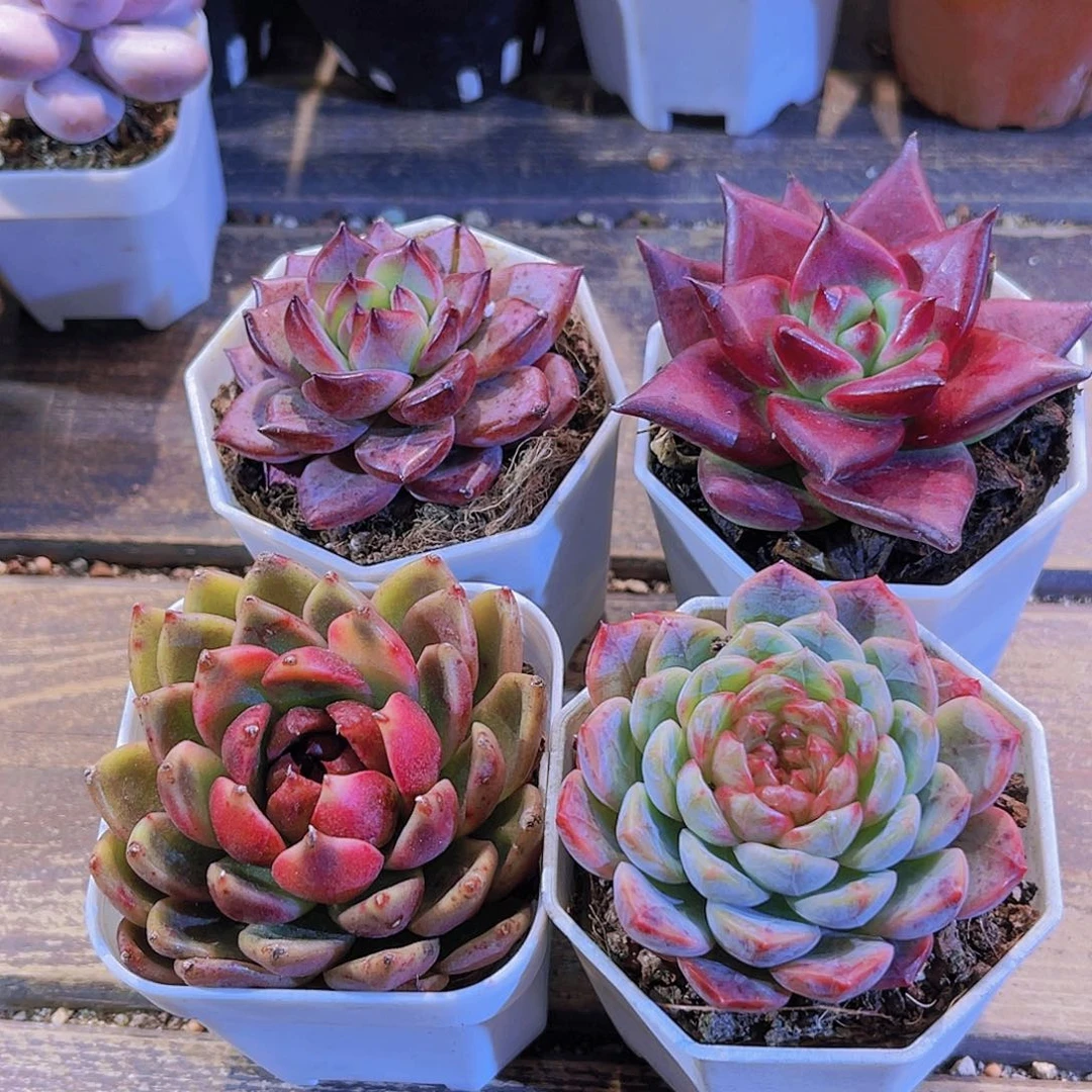 夜魔侠。罗卡。玫瑰。葡萄珍妮