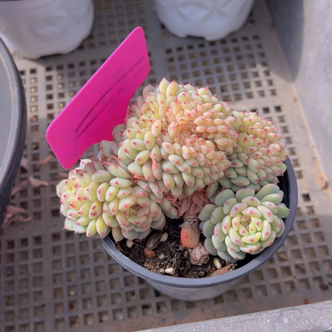香玉的故事是一个人的故事吗我