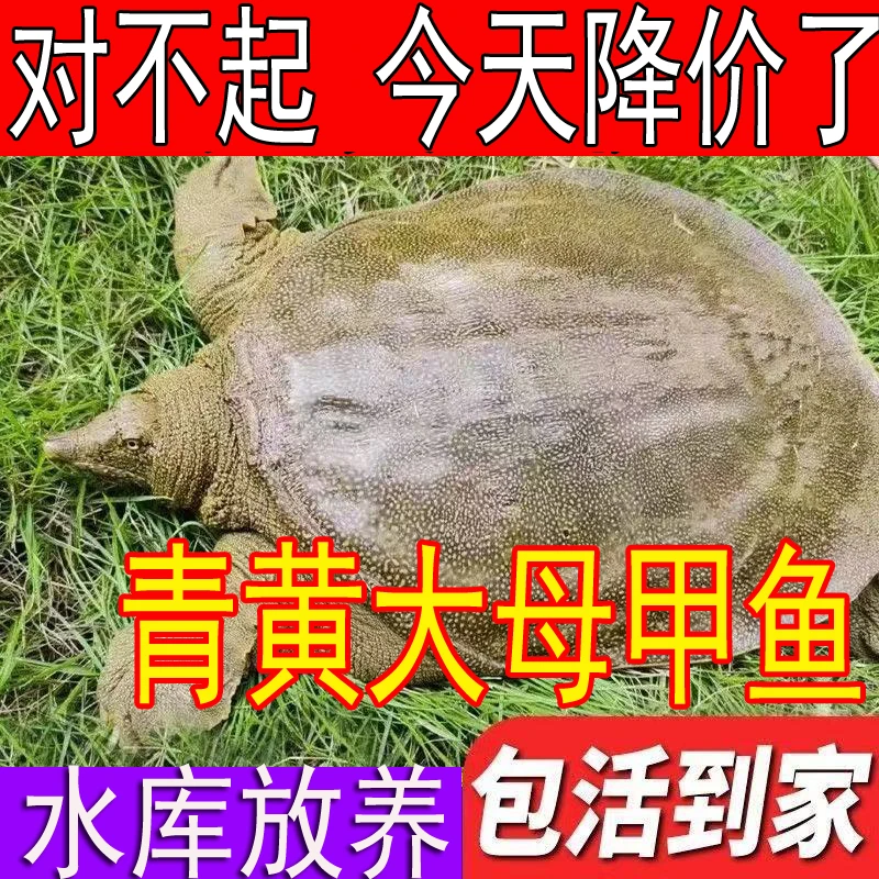 生态放养【青黄色 鲜活大母甲鱼】新鲜活水鱼团鱼中华鳖 包活送到