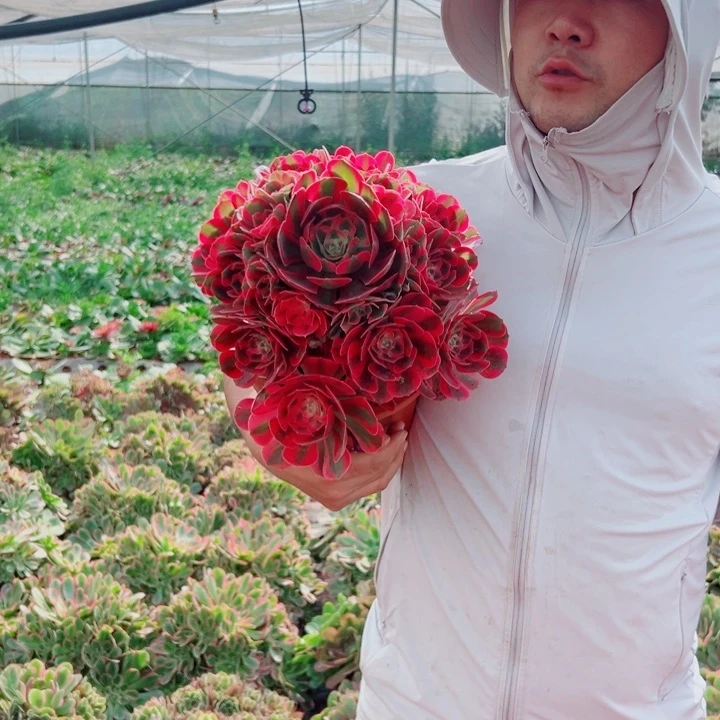 二加伦女郎多肉法师