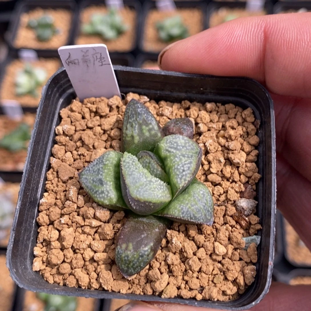 一颗实生白羊座。