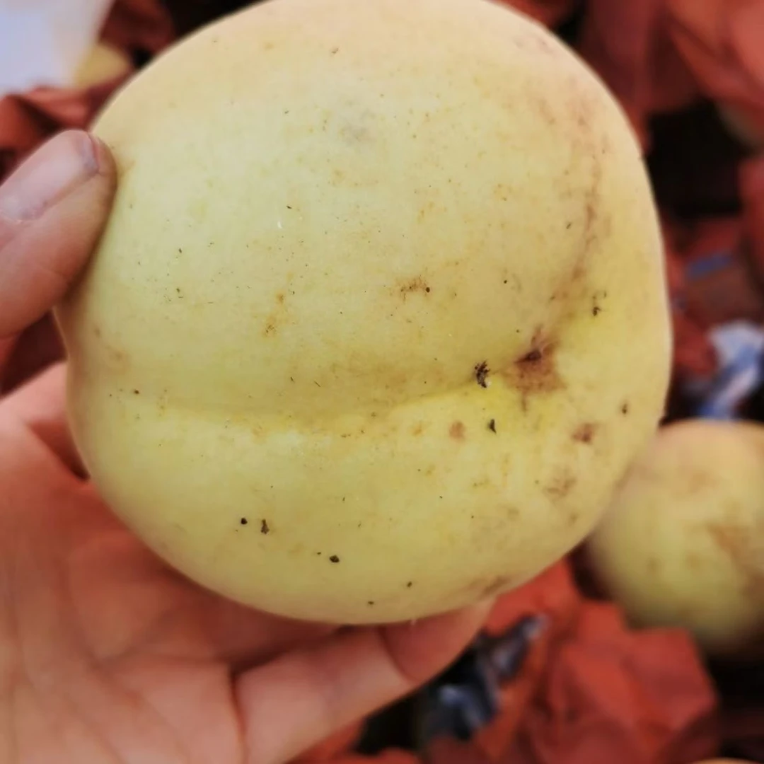 新鲜白桃应季水果甜嫩多汁蜂蜜味超甜