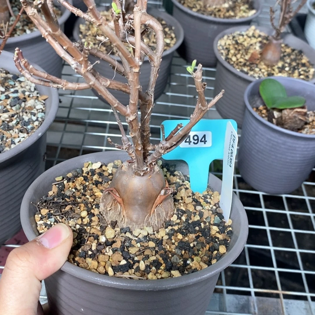 瓶干厚炖菊一个多肉