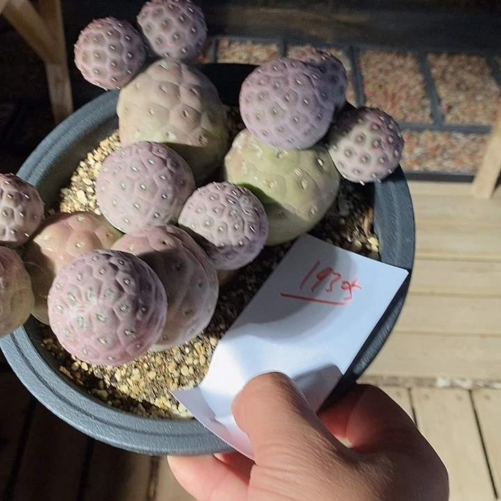 19305。  大群生习志野实生。