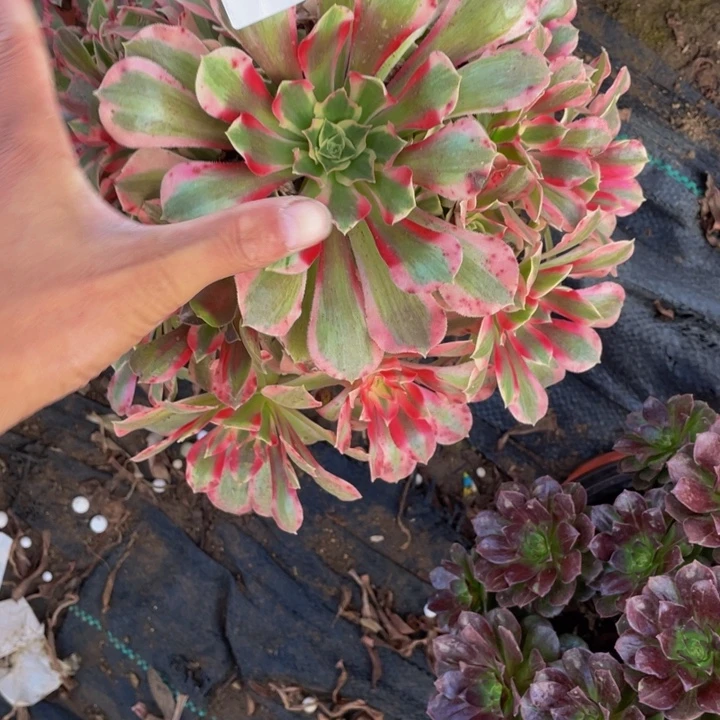 粉水晶多肉植物213