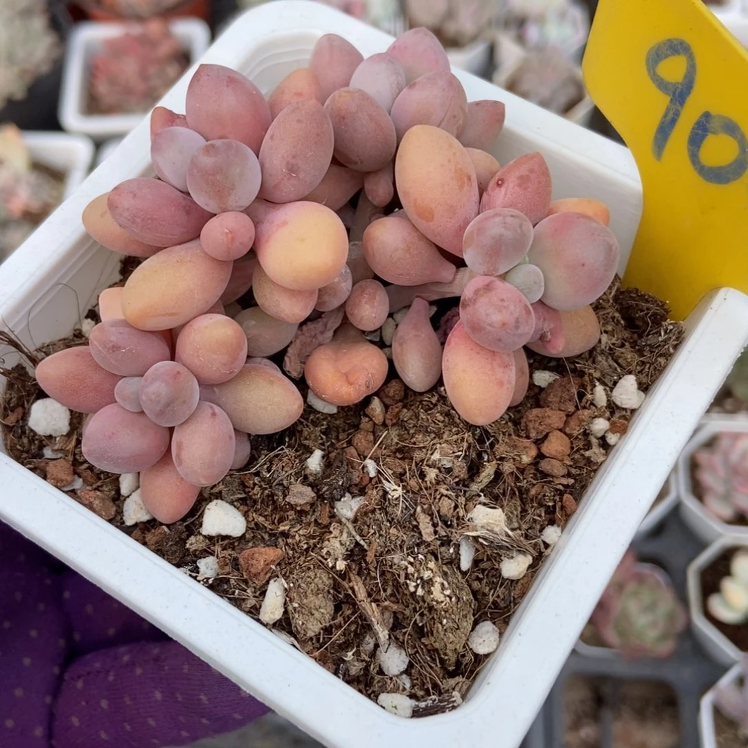 904粉色恋人多肉植物