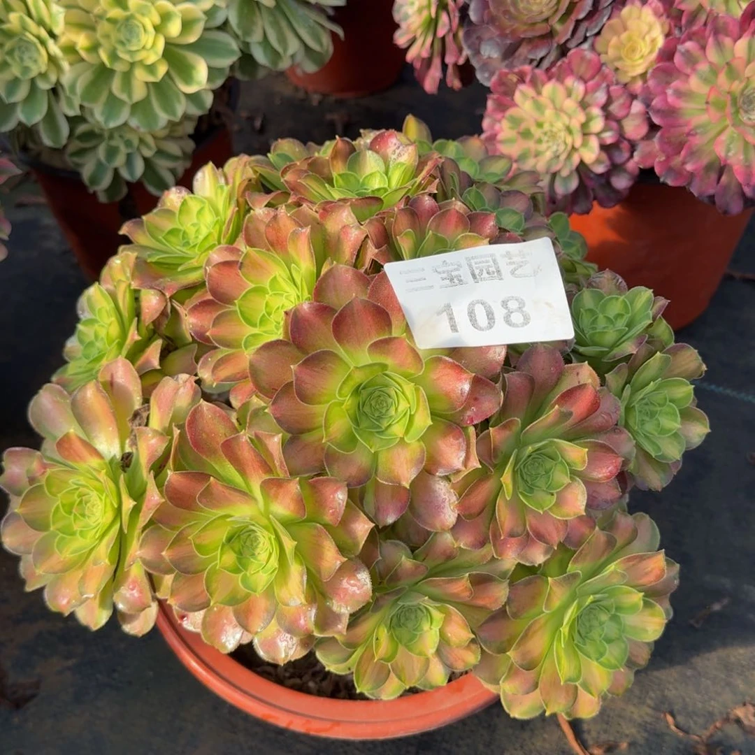 多肉植物108韶华