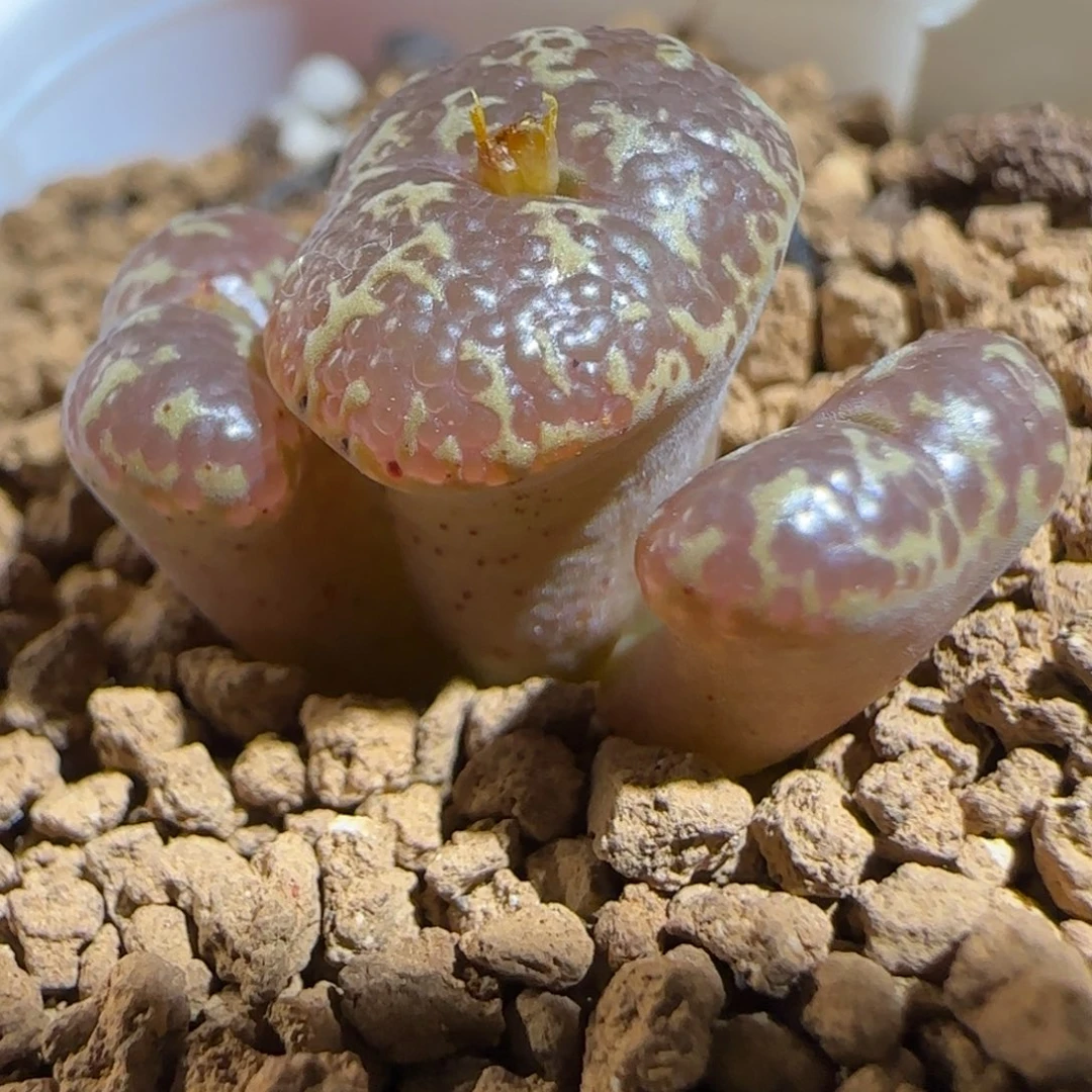 肉锥多肉植物组合-超级泡泡勋127