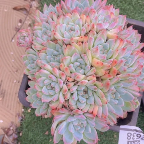如梦令2638多肉植物