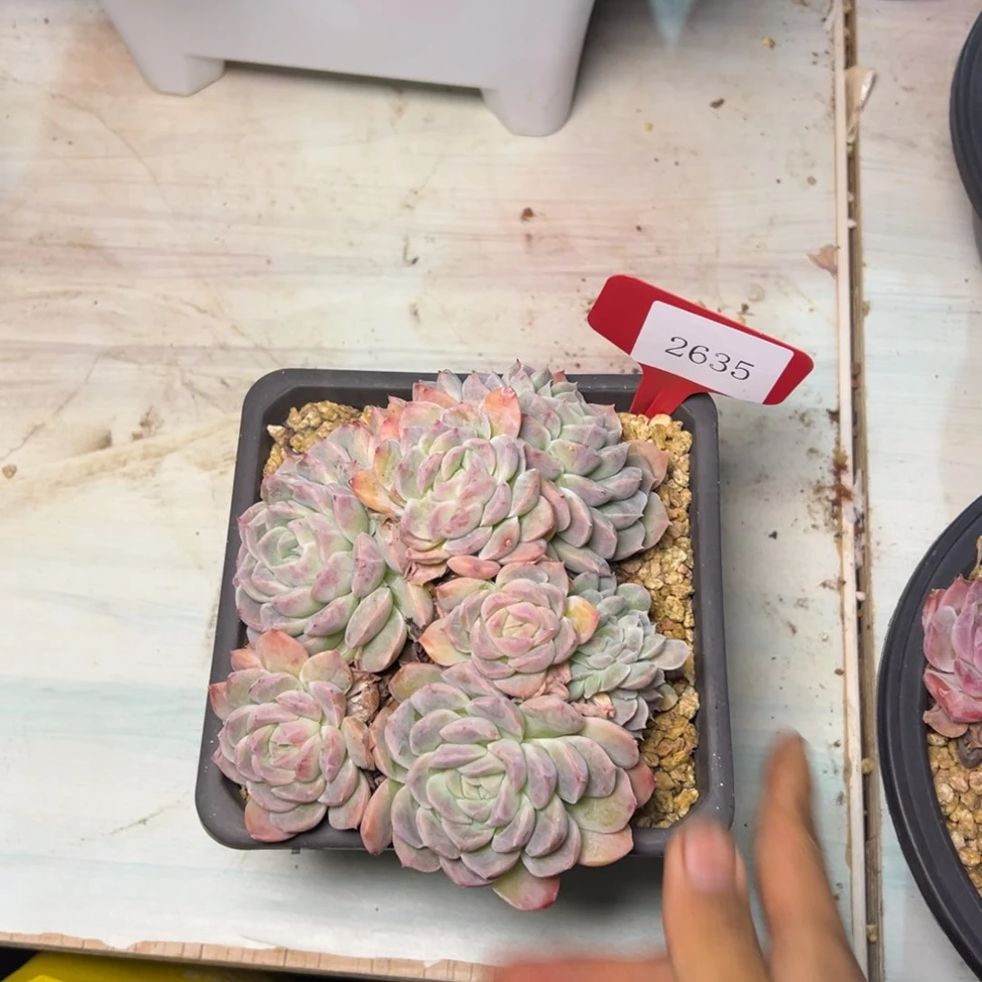 暖*2635多肉多多多多多多