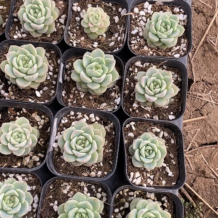 上盆果冻甜心to一个多肉