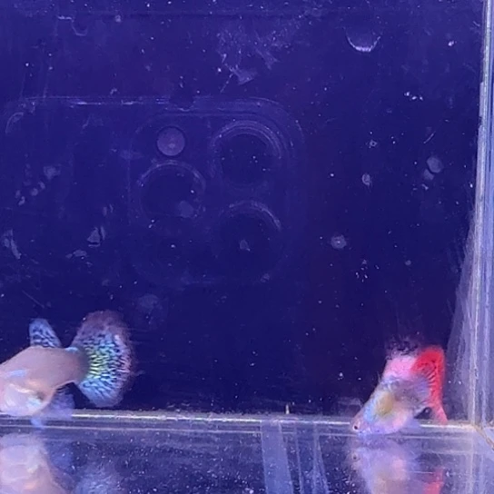 孔雀鱼七彩龙鳞球1对吧