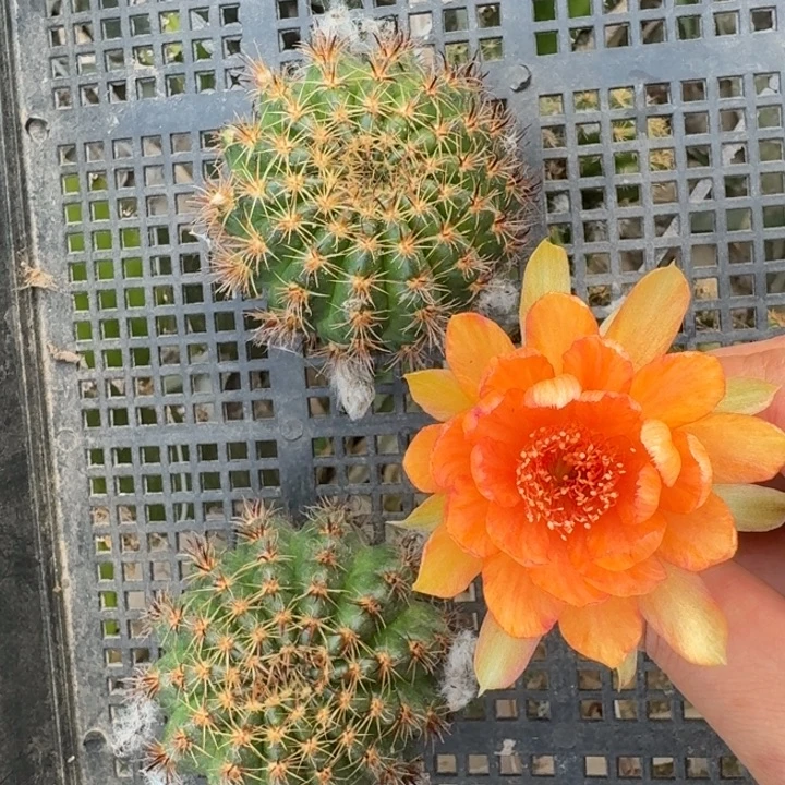 235丽花A47歪4公分左右无根侧牙，20包邮