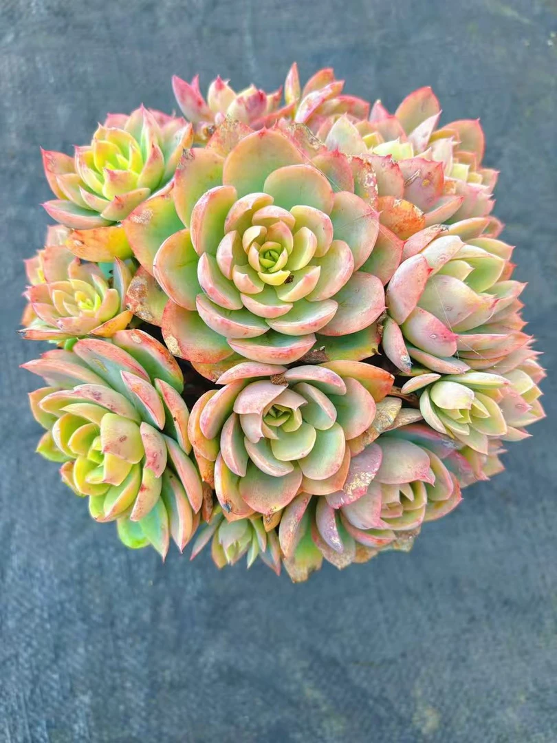 ［丝绸面纱］新手好看好养 （任意2单包邮） 脱土发 好运来多肉植物