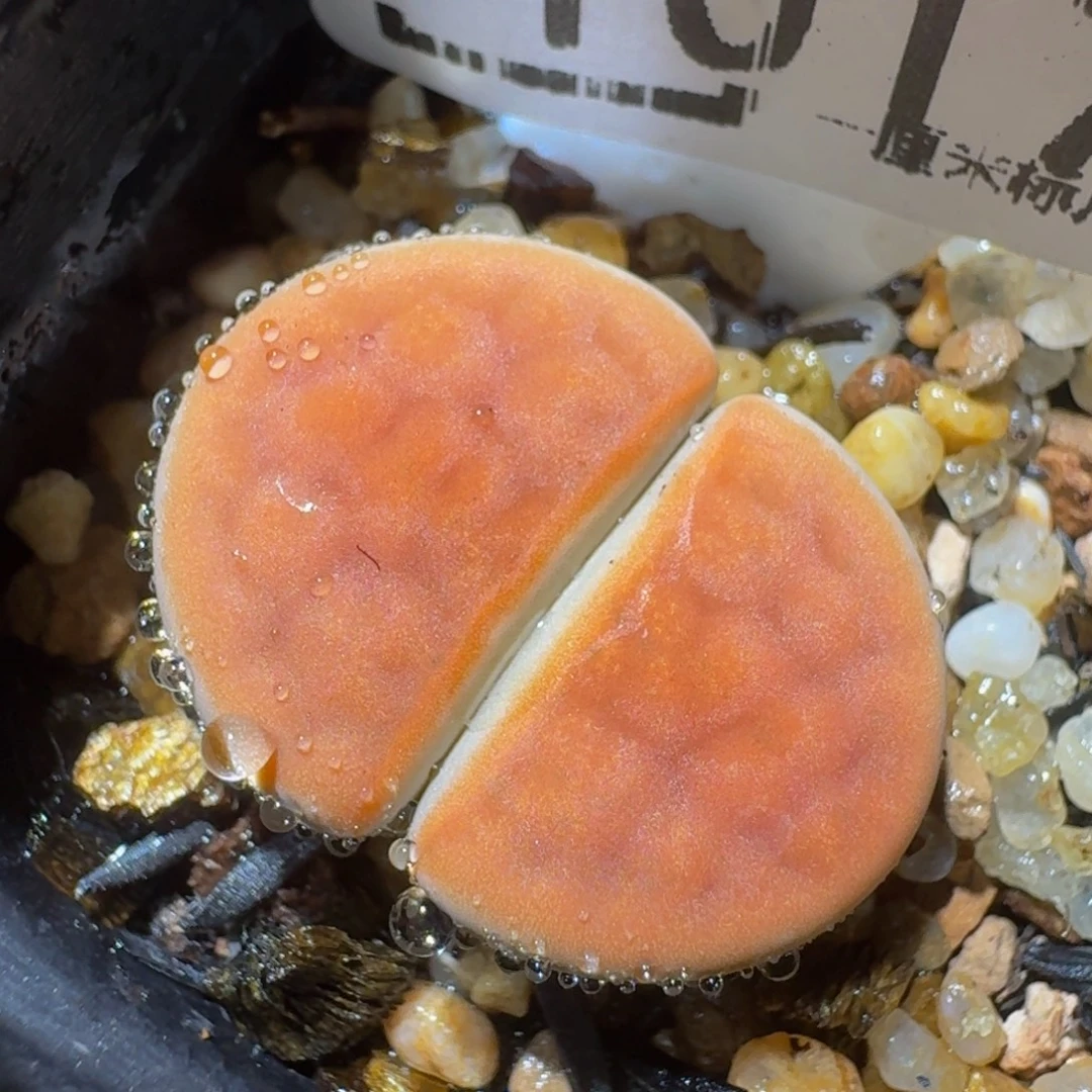 zzzzz生石花肉锥1017满窗