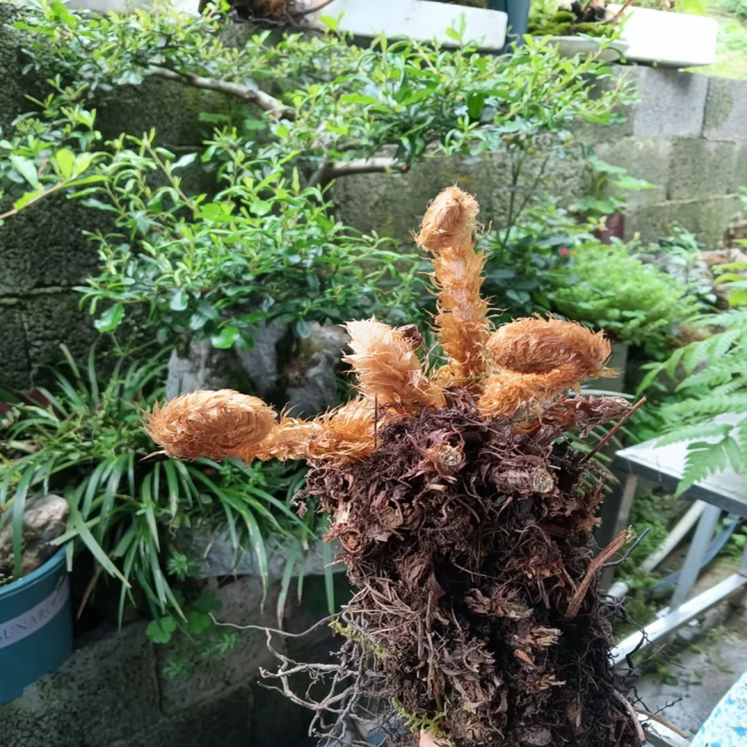 黄金，蒲公英，枸杞等泡吧加y一