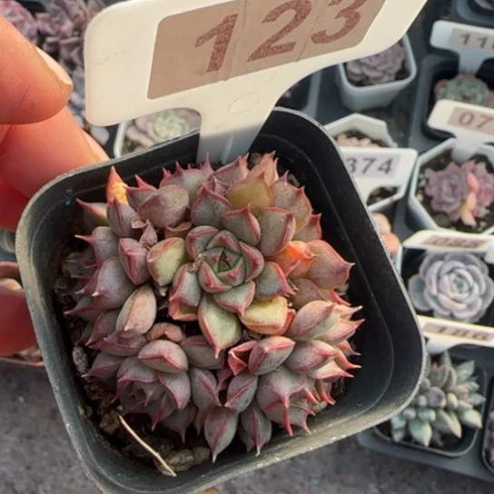 123粉色特斯拉多肉植物多