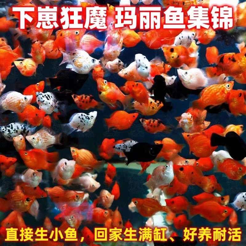 下崽狂魔玛丽胎生鱼