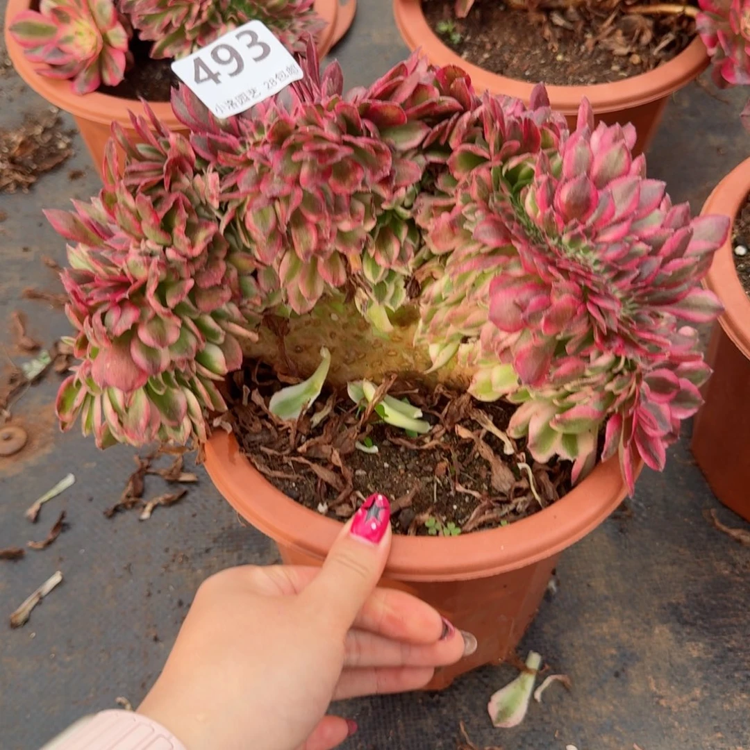 493荔枝缀化多肉植物满28包邮