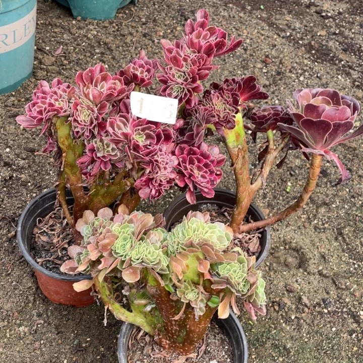 165号3颗小缀法师多肉