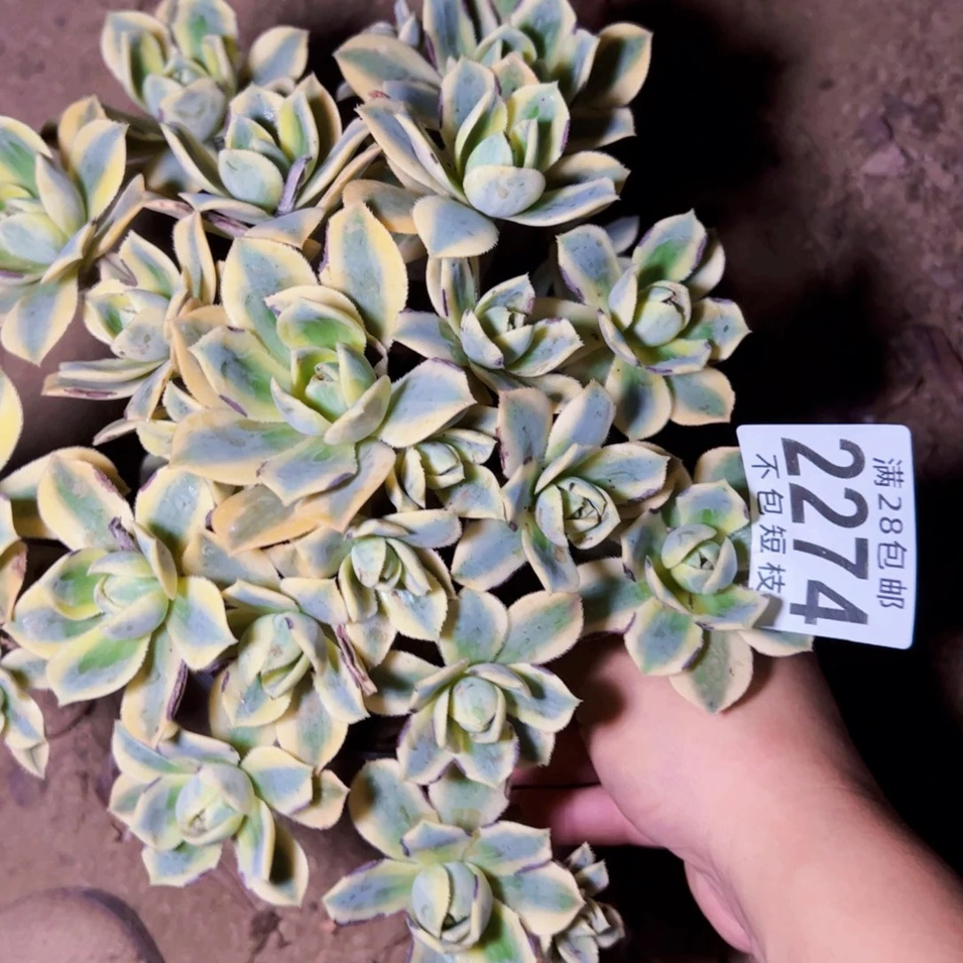星报多肉植物2274法师