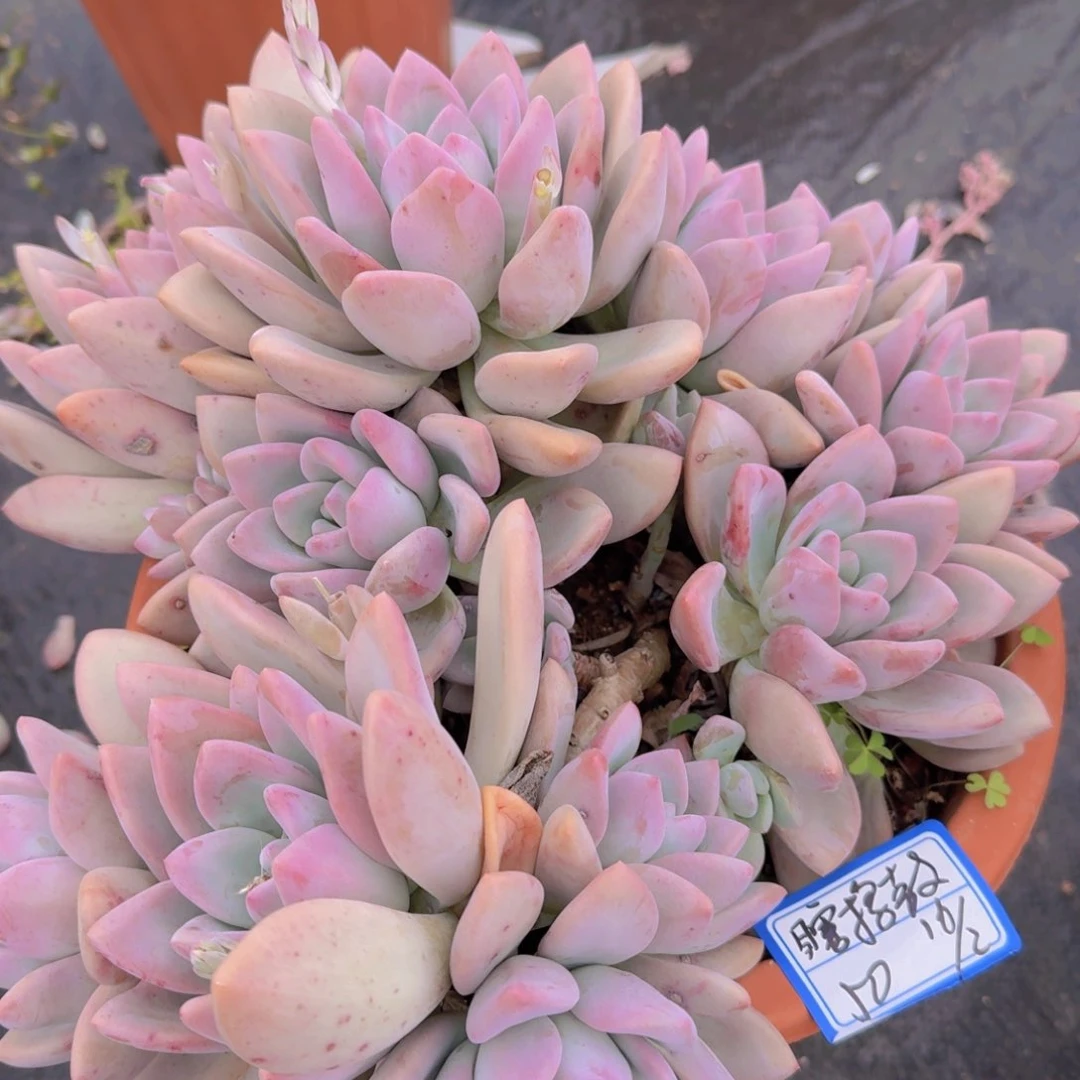 田****鼓瞎捣鼓奥普凡艺多肉