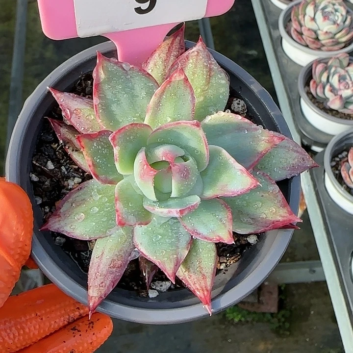 9 惊鸿仙子多肉植物6-9cm