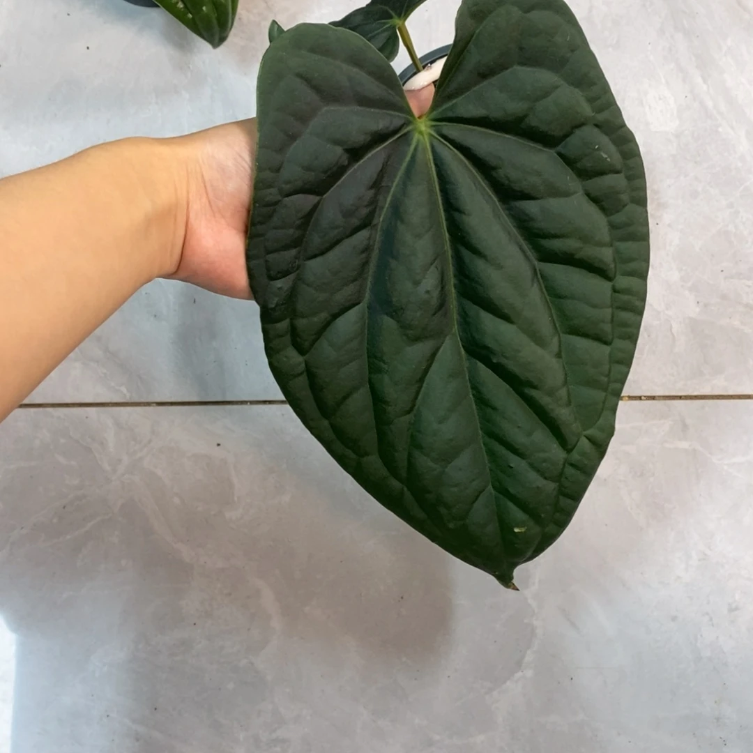 大部分开放少量花苞黑水晶杂奢华