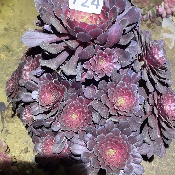 壹**你多肉植物法师724黑铜壶中班寄养