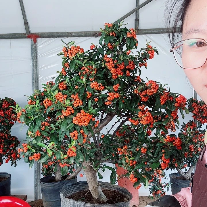 詹***长无花朵吉祥果火棘果