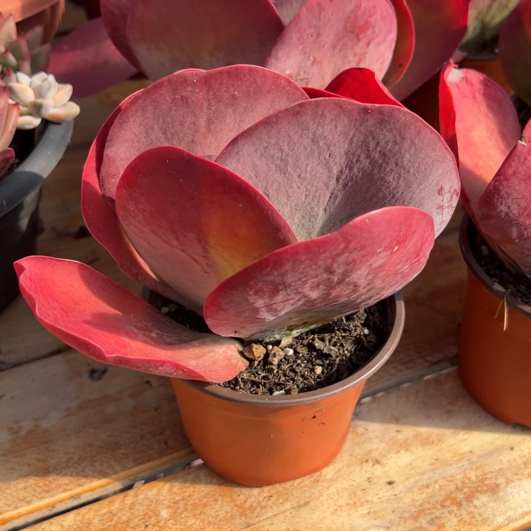 多肉唐印【非偏远满18包邮】