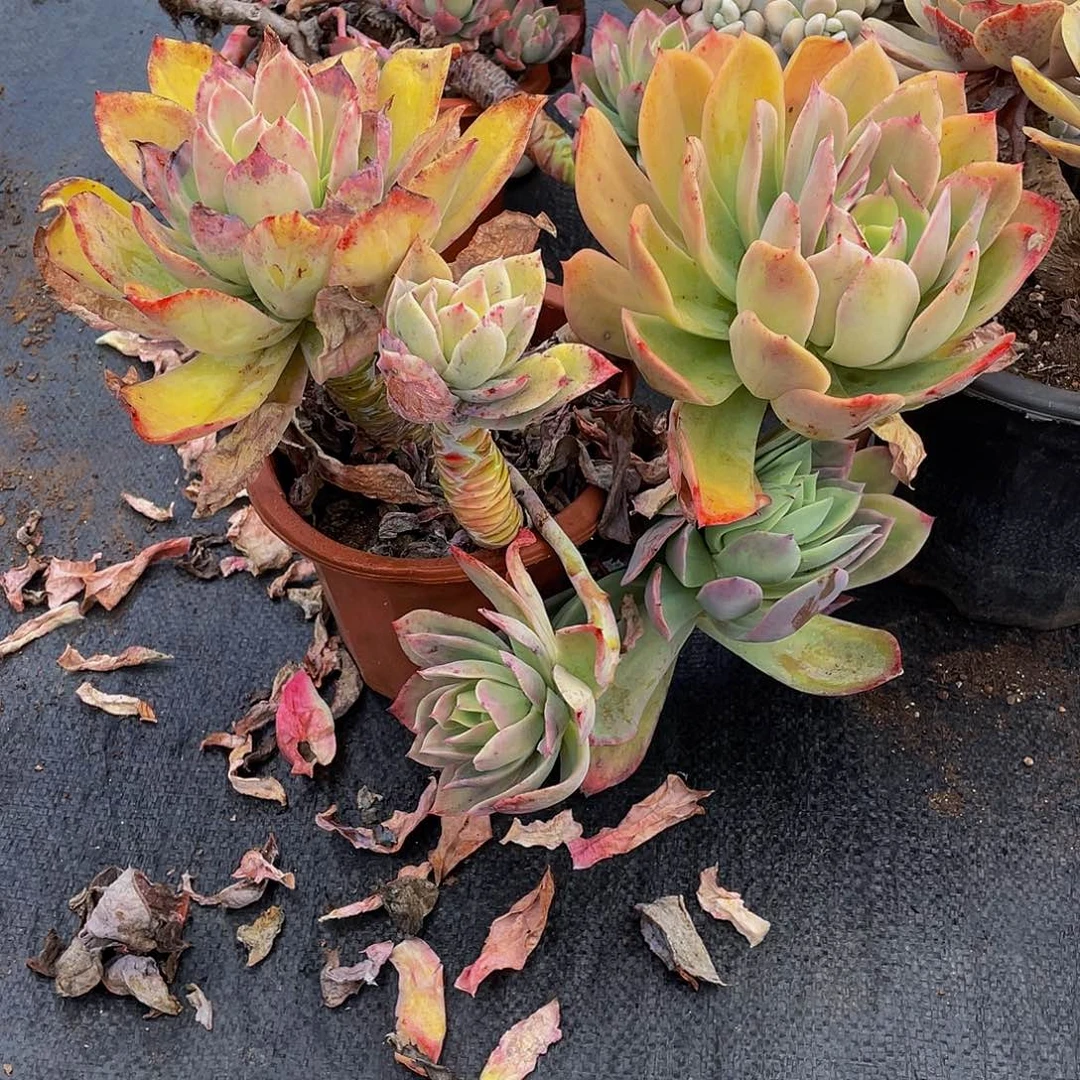 小*桥依多肉植物