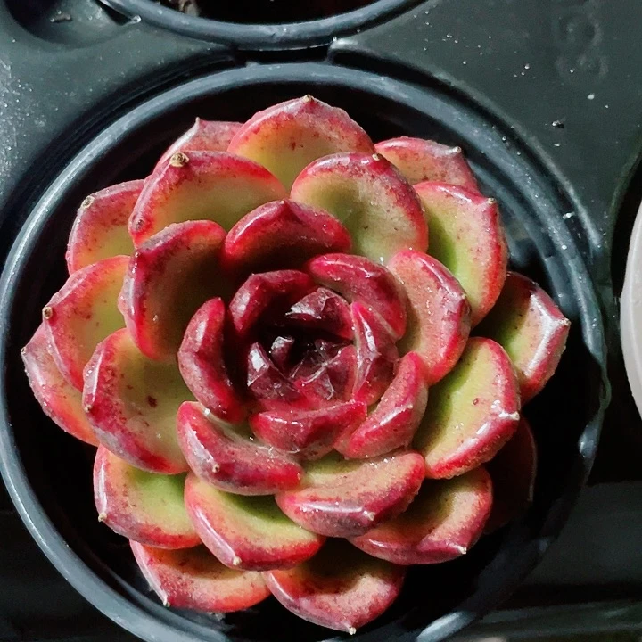 冰岛咖啡15.8一盆554649497