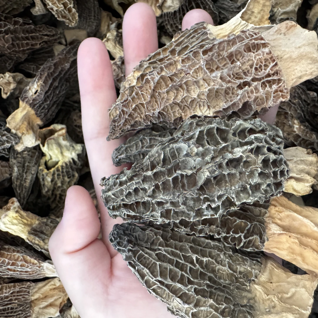 新货羊肚菌福利品半斤装！