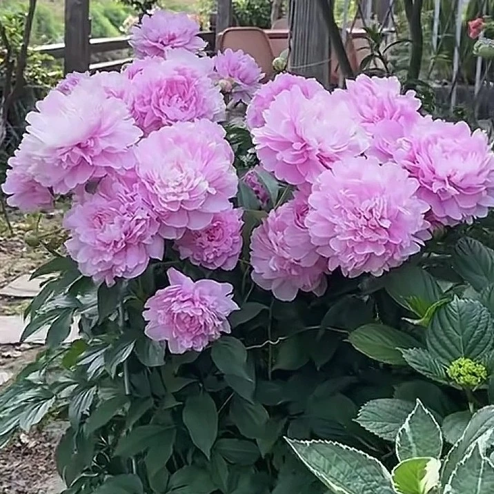 精品芍药重瓣大花3-5芽（小）