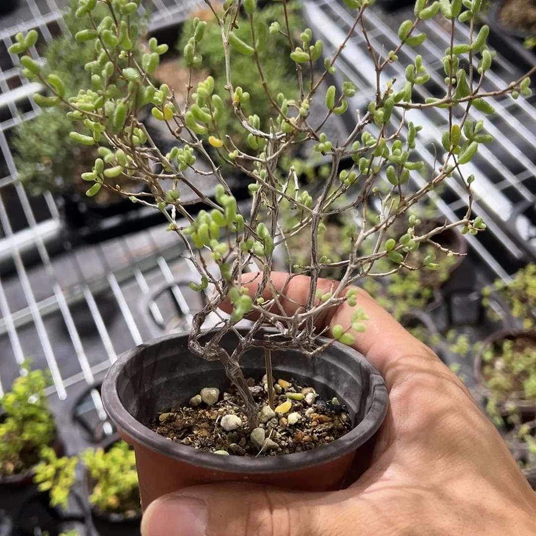 糖球白虎斑锦90杯老桩